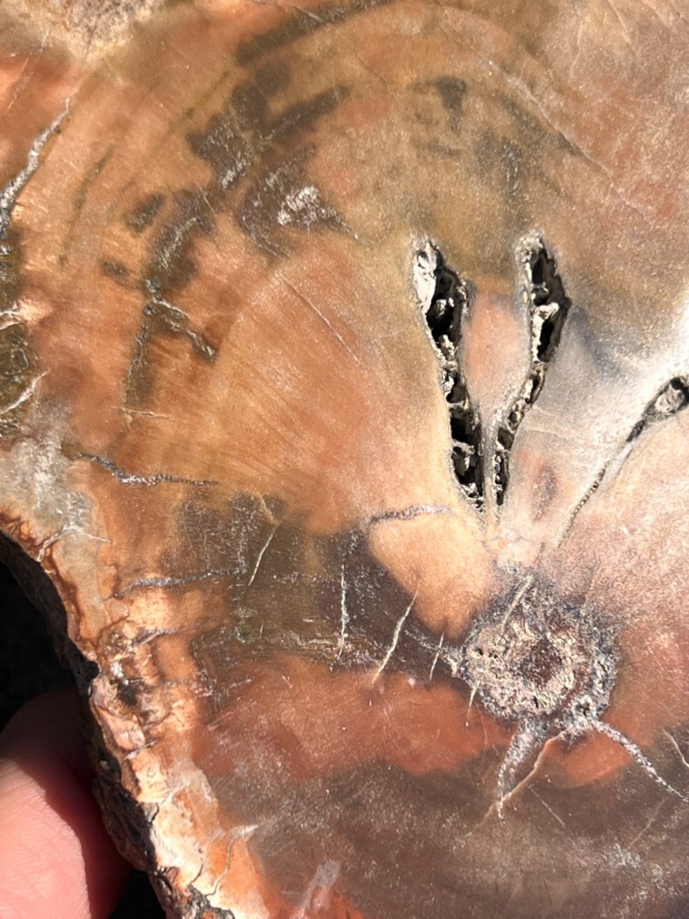 Petrified (10) wood slab with stand | crystal - Picture 16 of 17